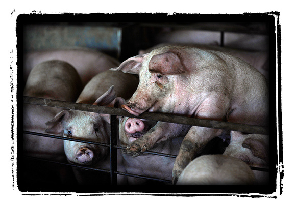 Environmental - Racism, Justice and Injustice Hog Farm